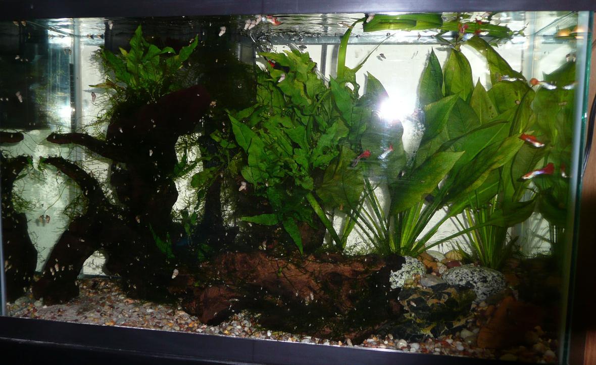 29 gallons planted tank (mostly live plants and fish) - tank 1
