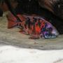 freshwater fish - aulonocara nyassae var. - peacock cichlid, orange blossom stocking in 80 gallons tank - OB Peacock