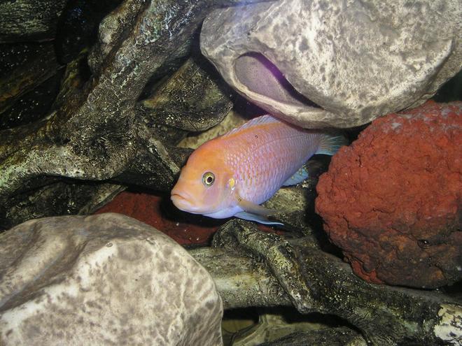 freshwater fish - pseudotropheus estherae - red zebra cichlid stocking in 80 gallons tank - Male red zebra