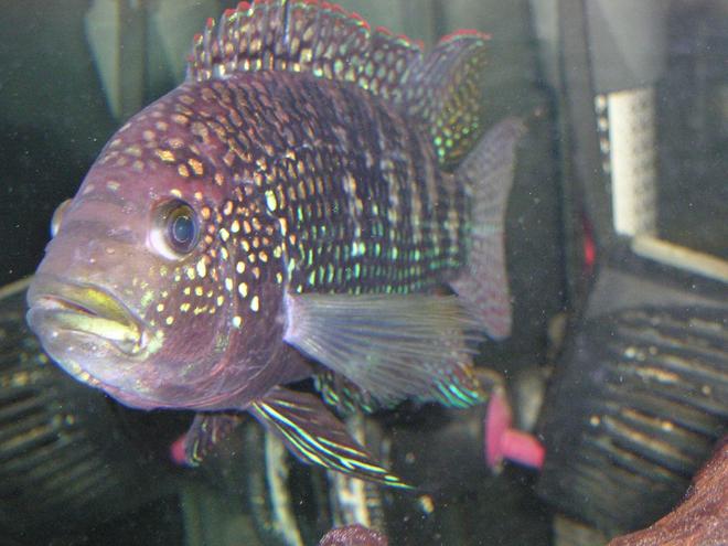 freshwater fish - nandopsis octofasciatum - jack dempsey stocking in 80 gallons tank - Jack Dempsey
