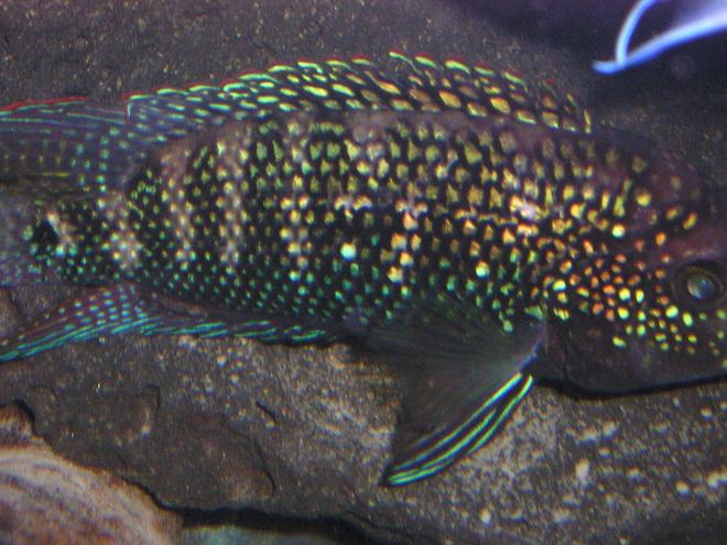 freshwater fish - nandopsis octofasciatum - jack dempsey stocking in 80 gallons tank - Jack Dempsey #2