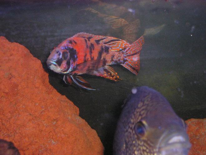 freshwater fish - aulonocara nyassae var. - peacock cichlid, orange blossom stocking in 80 gallons tank - OB Peacock