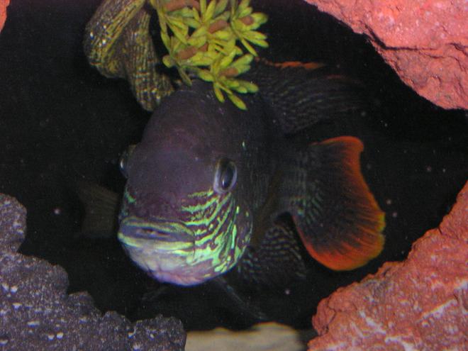 freshwater fish - aequidens rivulatus - green terror stocking in 80 gallons tank - Green Terror