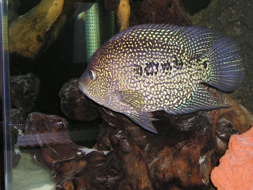 Rated #329: Freshwater Fish - Herichthys Carpinte - Green Texas Cichlid Stocking In 80 Gallons Tank - Green Texas