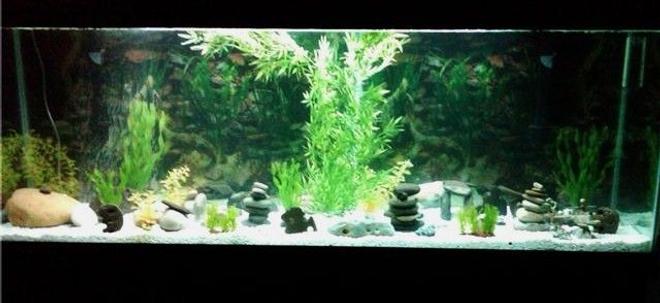 135 gallons freshwater fish tank (mostly fish and non-living decorations) - my new tank i had a 10 gallon before but my fishis had babys so they got a new house for all of them.