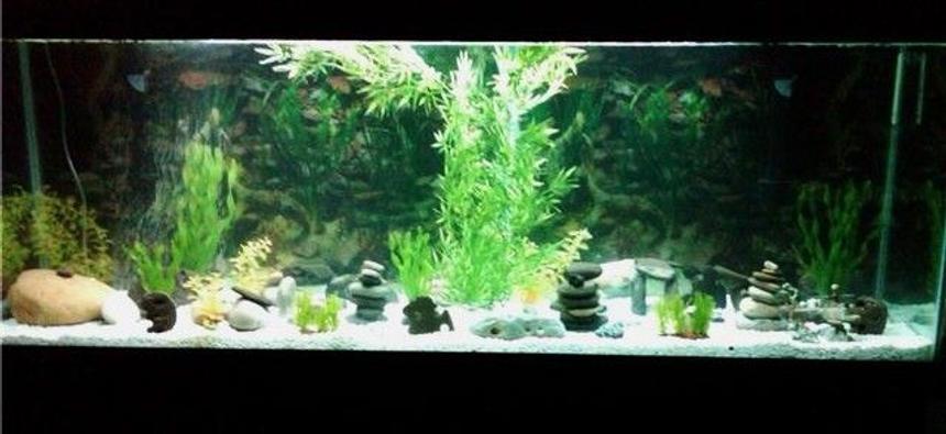 Rated #2129: 135 Gallons Freshwater Fish Tank - my new tank i had a 10 gallon before but my fishis had babys so they got a new house for all of them.