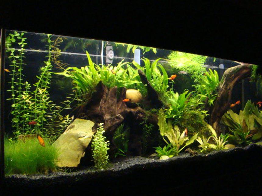 Rated #20: 55 Gallons Planted Tank - planted 55 gallon with driftwood, platties, cory cats,octacinas, and chinese algae eaters