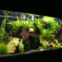 55 gallons planted tank (mostly live plants and fish) - planted 55 gallon with driftwood, platties, cory cats,octacinas, and chinese algae eaters