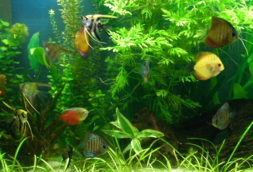 Rated #77: 55 Gallons Planted Tank - Discus & Angels planted tank