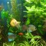 fish tank picture - Discus & Angels planted tank