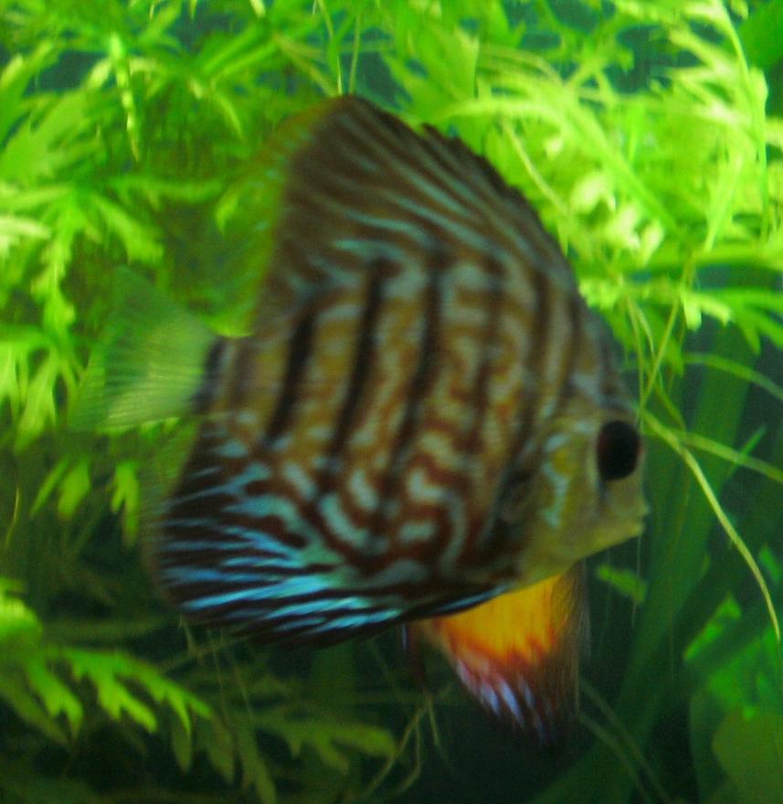 Rated #1480: Freshwater Fish - Aquagreen Scribble Discus Stocking In 55 Gallons Tank - Discus
