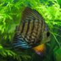 freshwater fish - aquagreen scribble discus stocking in 55 gallons tank - Discus