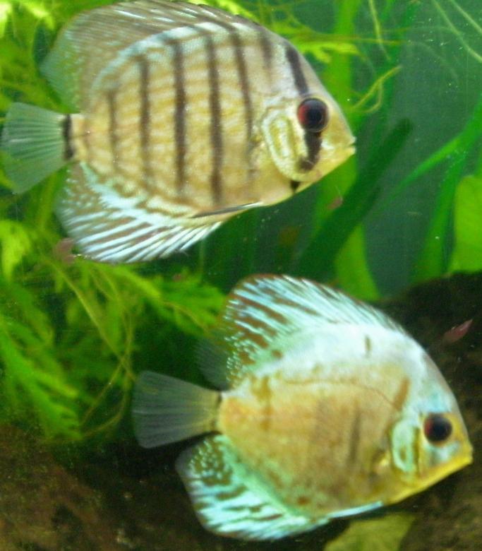 freshwater fish - symphysodon aequifasciata - green discus stocking in 55 gallons tank - more discus