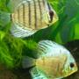 freshwater fish - symphysodon aequifasciata - green discus stocking in 55 gallons tank - more discus