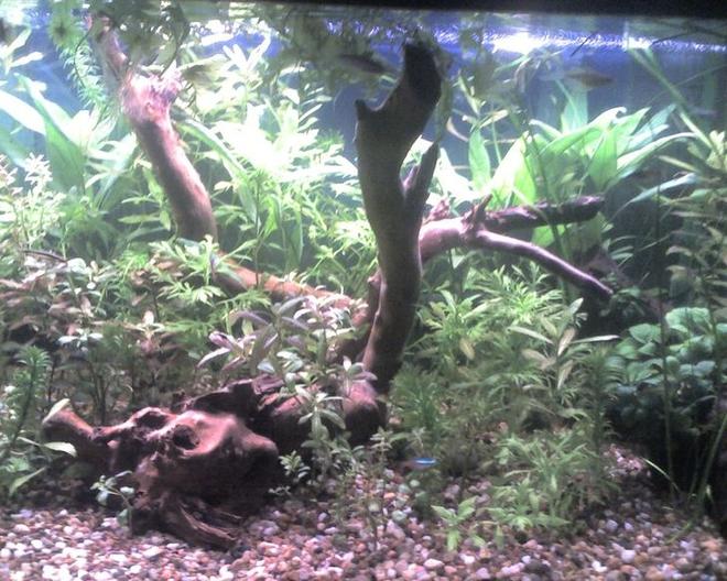 66 gallons planted tank (mostly live plants and fish) - FISH:Assorted catfish, Tiger Barbs, Platys, Neons
PLANTS:Assorted Hygrophila (Polysperma, Difformis, Rosanervig), Valisneria spiralis, assorted Java Fern, assorted Anubias, Ludwigia, Anacharis, Lace Fern, Watersprite, Bacopa Caroliniana & Monnieri.