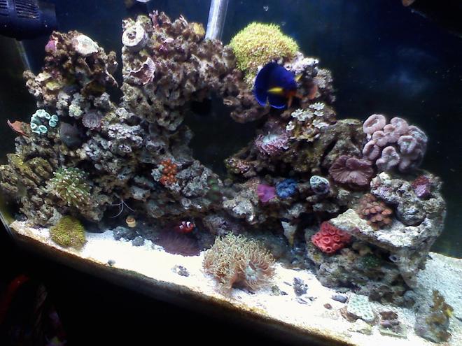 37 gallons reef tank (mostly live coral and fish) - born 08-17-09