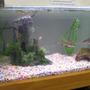 80 gallons freshwater fish tank (mostly fish and non-living decorations) - office tank