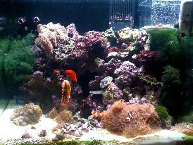 35 gallons reef tank (mostly live coral and fish) - The best picture of my aquarium i could take with my iphone! LOL :)