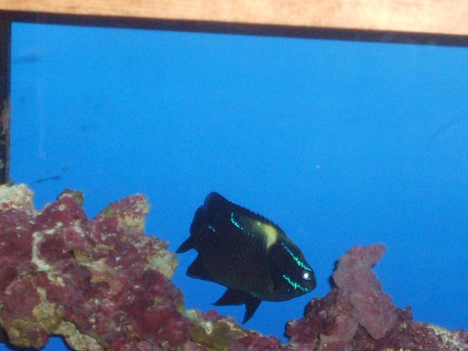 saltwater fish - neoglyphidodon oxyodon - black velvet damsel stocking in 55 gallons tank - Fish Pic
