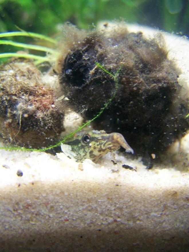 freshwater fish - macrognathus siamensis - peacock eel stocking in 5 gallons tank - Peacock Eel "Elvis"