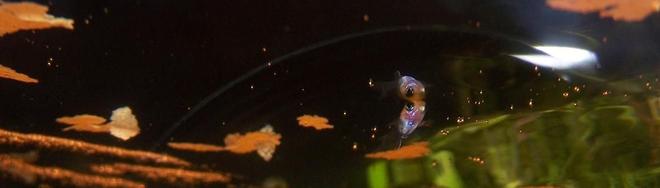 freshwater fish - xiphophorus maculatus - platy stocking in 5 gallons tank - Platy Baby