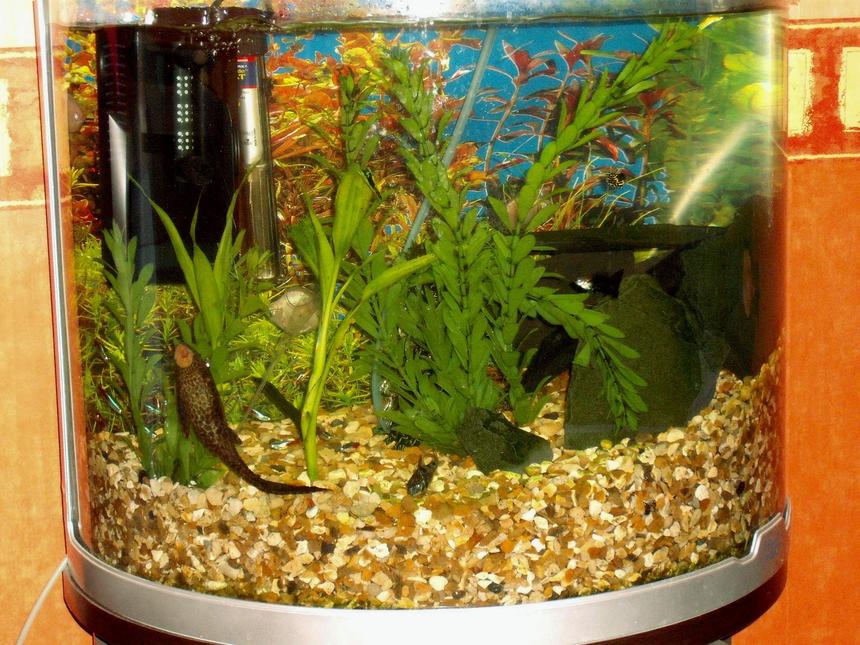 Rated #3395: 20 Gallons Freshwater Fish Tank - After some snail population explosion i restarted my set up by getting rid of the old subtrate and cleaning the tank with boiled water.Snails now under control.
New 10mm golden gravel thoroughly rinsed and releveled to provide structure and good subtrate for future plantings.
Gravel now 2" deep rising to 8" deep.This give the occupants a sense of deeper water in the left side whilst giving the protection of margins on the right.On the right I have errected a series of caves and dark places for the pleco and sucking loach.This seems to work well but enables me to see all fish even when they are in their caves.
since i last logged on Ive also added 7 more neon tetras but lost the siamese fighting fish.