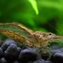 corals inverts - caridina japonica - japonica amano shrimp stocking in 7 gallons tank - Darwin Algae Shrimp