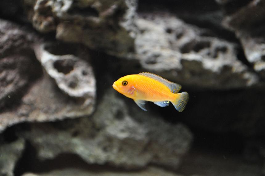 Rated #16: Freshwater Fish - Pseudotropheus Estherae - Red Zebra Cichlid Stocking In 120 Gallons Tank - Red Zebra