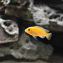 freshwater fish - pseudotropheus estherae - red zebra cichlid stocking in 120 gallons tank - Red Zebra