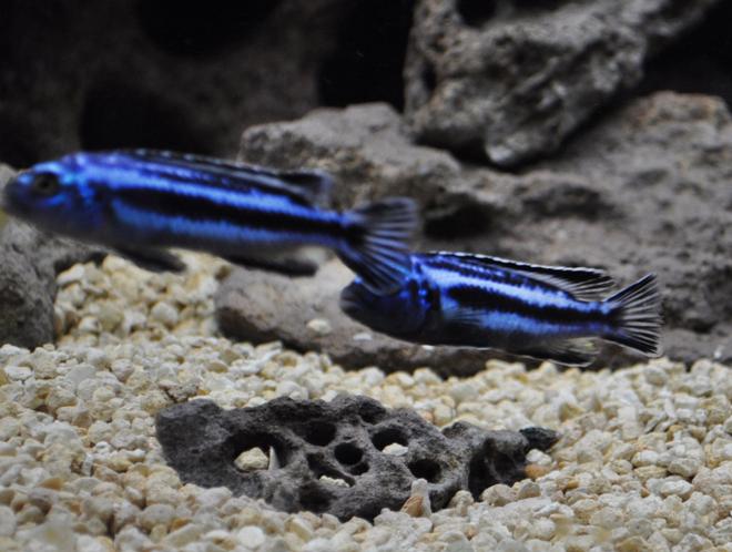 freshwater fish - melanochromis johannii - johanni cichlid stocking in 120 gallons tank - My tanks latest addition, pair of Johanni's