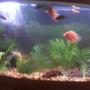 46 gallons freshwater fish tank (mostly fish and non-living decorations) - whole tank as of nov 14 2009