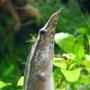 freshwater fish - macrognathus siamensis - peacock eel stocking in 5 gallons tank - "Elvis" the Peacock Eel