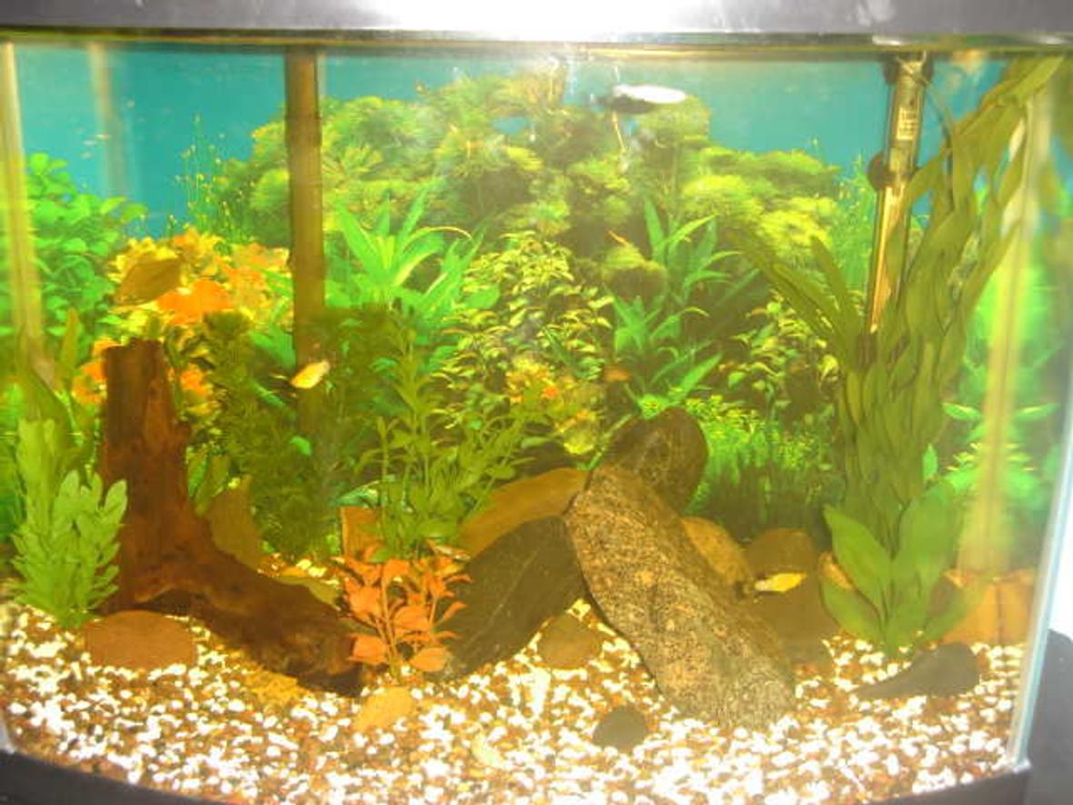 45 gallons freshwater fish tank (mostly fish and non-living decorations) - My fish tank