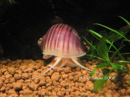 corals inverts - pomacea canaliculata - apple snail stocking in 10 gallons tank - Pink brig.