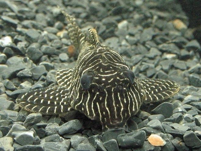 freshwater fish - hypancistrus sp. - queen arabesque pleco stocking in 10 gallons tank - Queen Arabesque pleco.