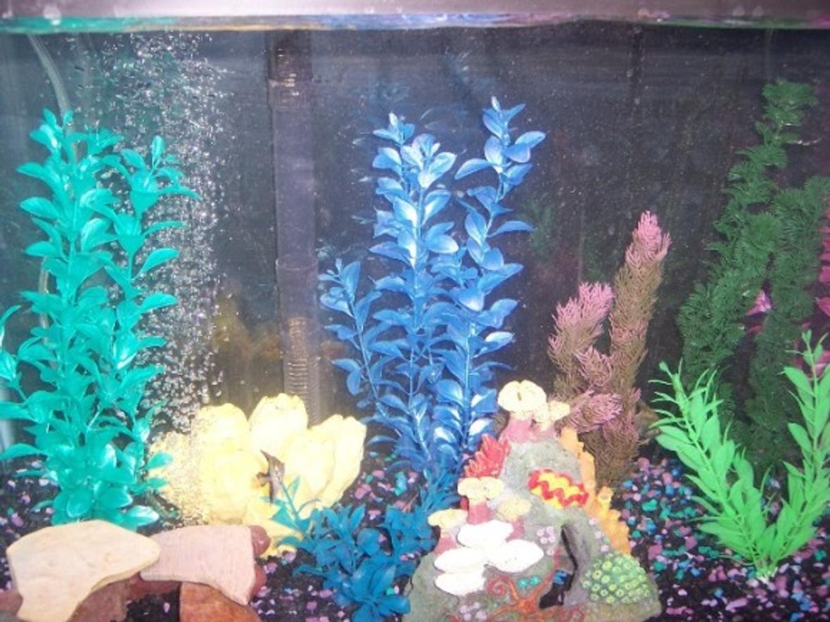 29 gallons freshwater fish tank (mostly fish and non-living decorations) - my tank