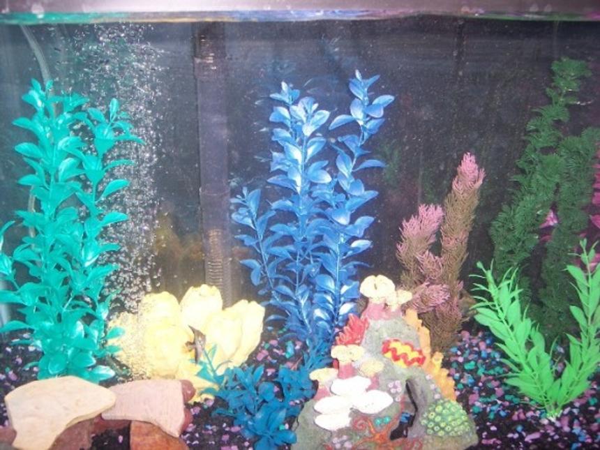 Rated #426: 29 Gallons Freshwater Fish Tank - my tank