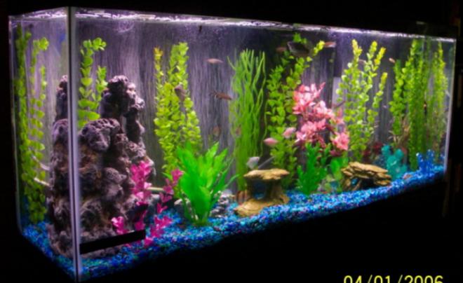 freshwater fish tank (mostly fish and non-living decorations) - 55 gallon community tank
