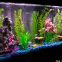 freshwater fish tank (mostly fish and non-living decorations) - 55 gallon community tank