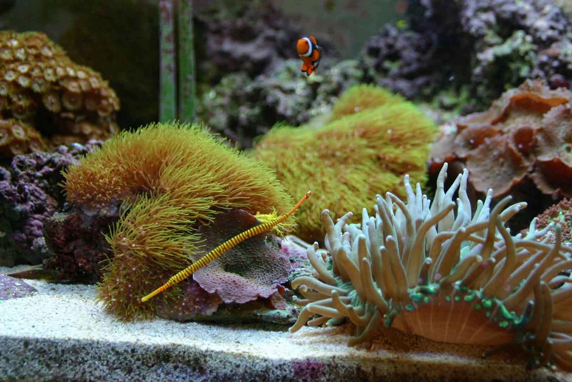 saltwater fish - doriorhamphus dactyliophorus - banded pipefish stocking in 80 gallons tank - My Pipe Fish, "Pin Stripe Pipe"