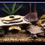 80 gallons freshwater fish tank (mostly fish and non-living decorations) - The large cichlid population in the tank enjoy the natural rock cave environment. If you look closely to the bottom left you will see a breeding pair or cichlids. Adding rock to my tank has cut down on the agression of the fish and has also given all of them a territory to call there own.