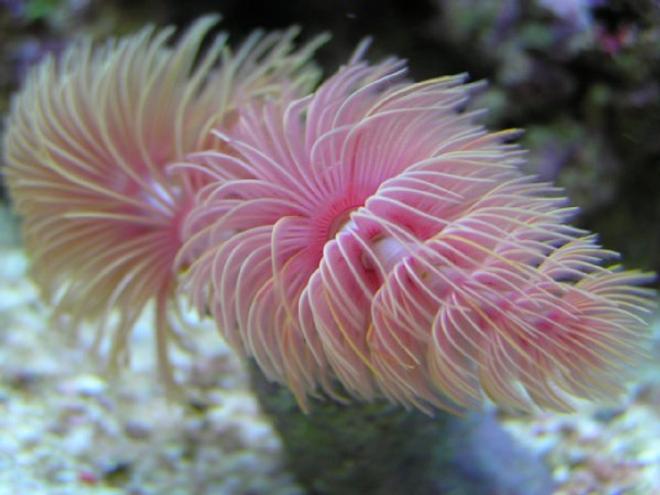 corals inverts - protula bispiralis - hard tube coco worm - My 9 Month Old Coco-Worm

85g (uk) Bow Front Tank, 4x54 T5 Luminare / Deltec Aqua+ Tubes, Deltec MCE600 Skimmer, Eheim Pro 3 Ex-Filter, TMC UV15, Tunze 6060 / Maxi-Jet 1200 PH Combo, Auto Top-Up, 3 Stage 6" DSB, Hydor ETH 300 heater.