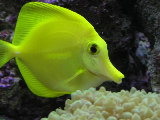 saltwater fish - zebrasoma flavescens - yellow tang - hawaii - My 2 Year Old YellowTang

85g (uk) Bow Front Tank, 4x54 T5 Luminare / Deltec Aqua+ Tubes, Deltec MCE600 Skimmer, Eheim Pro 3 Ex-Filter, TMC UV15, Tunze 6060 / Maxi-Jet 1200 PH Combo, Auto Top-Up, 3 Stage 6" DSB, Hydor ETH 300 heater.