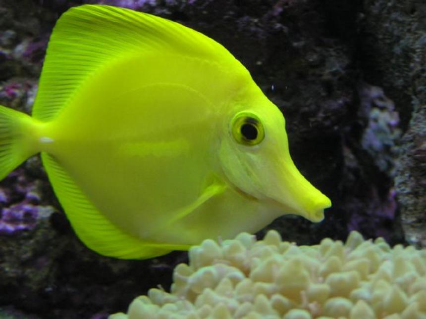 Rated #24: Saltwater Fish - Zebrasoma Flavescens - Yellow Tang - Hawaii - My 2 Year Old YellowTang

85g (uk) Bow Front Tank, 4x54 T5 Luminare / Deltec Aqua+ Tubes, Deltec MCE600 Skimmer, Eheim Pro 3 Ex-Filter, TMC UV15, Tunze 6060 / Maxi-Jet 1200 PH Combo, Auto Top-Up, 3 Stage 6" DSB, Hydor ETH 300 heater.