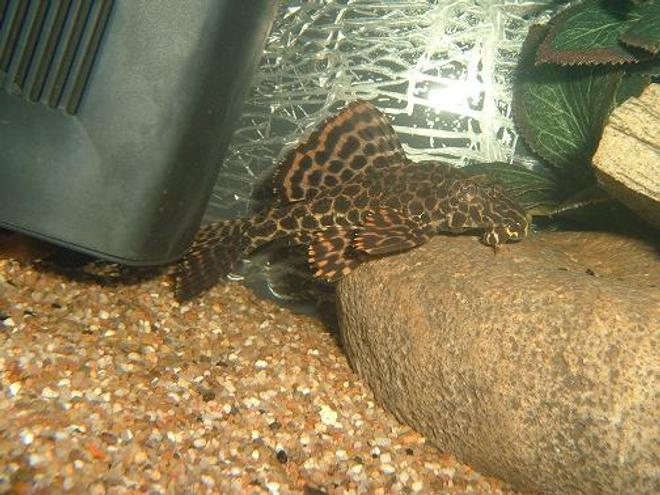freshwater fish - glyptoperichthys gibbiceps - sailfin pleco (l-83) stocking in 100 gallons tank - Sailfin Leopard Plec