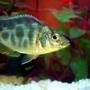 freshwater fish - nimbochromis venustus - venustus cichlid stocking in 35 gallons tank - Venstus "malawi cichlid" juvenile