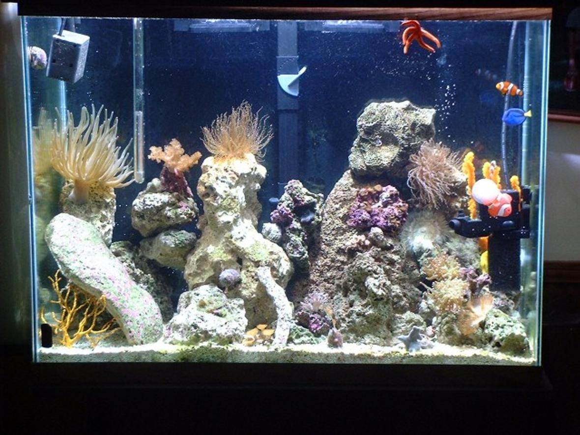 30 gallons reef tank (mostly live coral and fish) - 30 gallon reef tank Front is 400 watt MH light too much for a 29 gallon