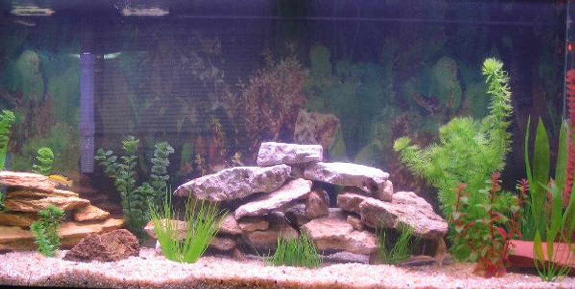55 gallons freshwater fish tank (mostly fish and non-living decorations) - 55 Gal All Cichlids