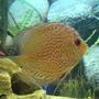 freshwater fish - symphysodon spp. - pigeon blood discus stocking in 27 gallons tank - Mulder, my turquoise Discus