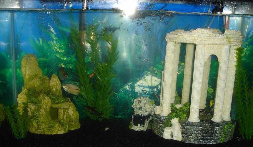 Rated #410: 29 Gallons Freshwater Fish Tank - my tank.